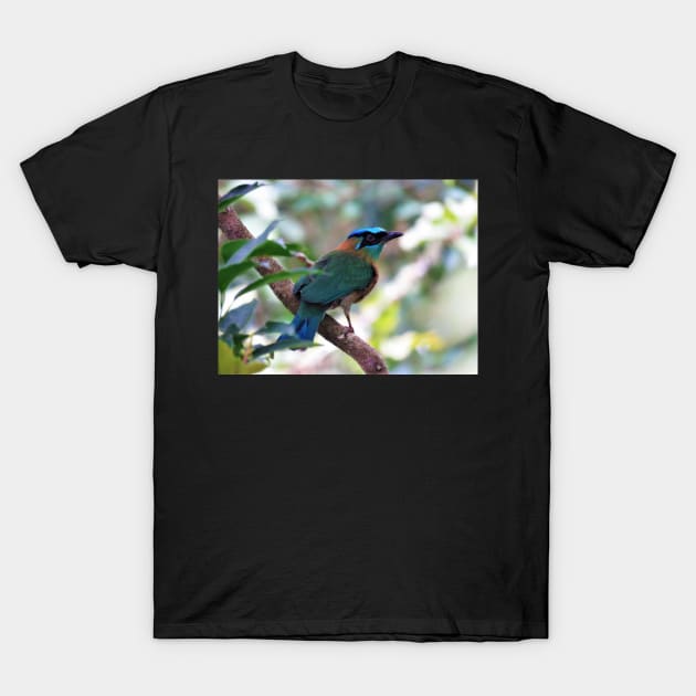 Blue Crowned Motmot Perching on Branch Photo T-Shirt by julyperson